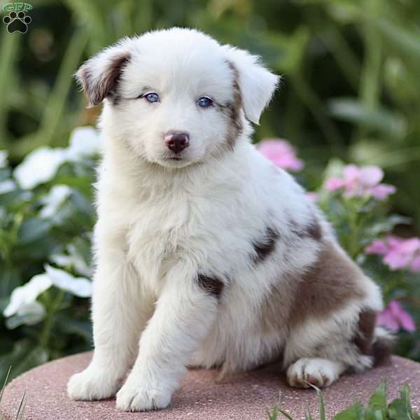 Floyd, Miniature Australian Shepherd Puppy